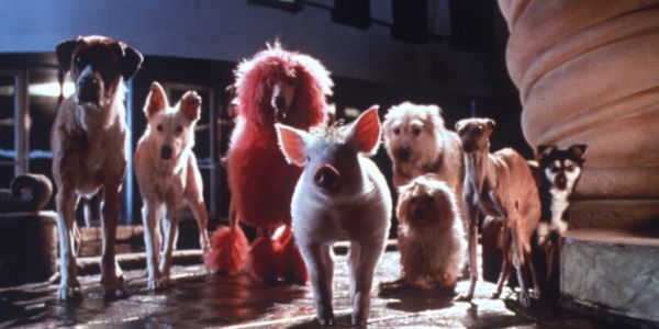 Babe: Pig in the City