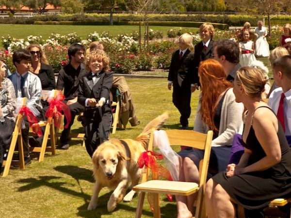 A Christmas Wedding Tail