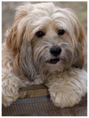 Benji: Off the Leash!