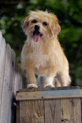 For the Love of Benji