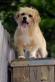 For the Love of Benji