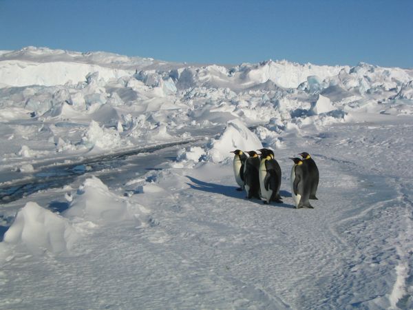 March of the Penguins