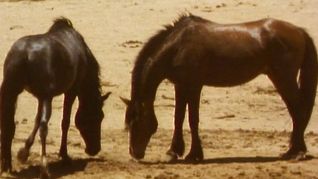 Brumby: Horse Run Wild - Horses Down Under
