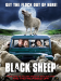Black Sheep