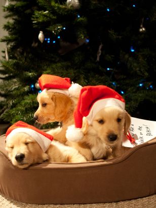 A Golden Christmas 2: The Second Tail