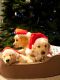 A Golden Christmas 2: The Second Tail
