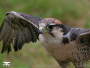 Nature: Raptor Force