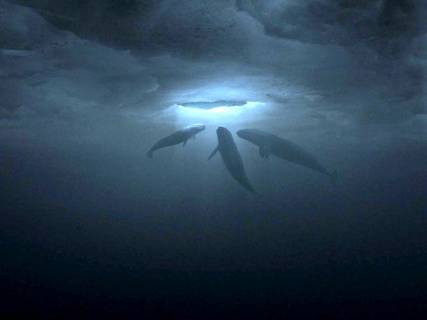 Big Miracle