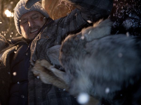 How To Train A Bear Dog To Rig How To Train A Bear Dog To Rig