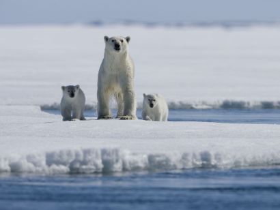 Arctic Tale