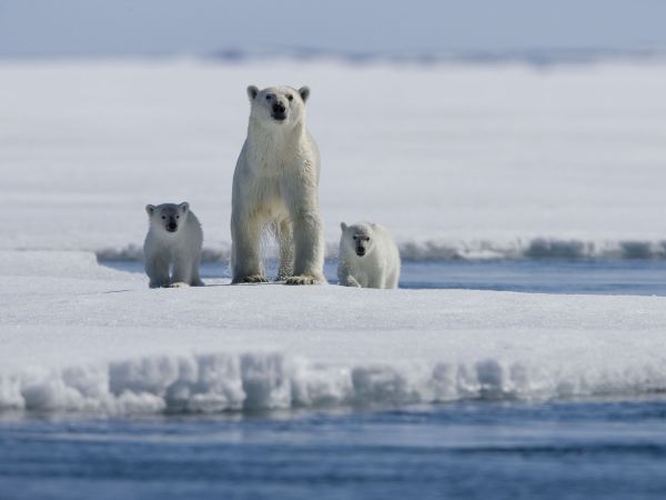 Arctic Tale