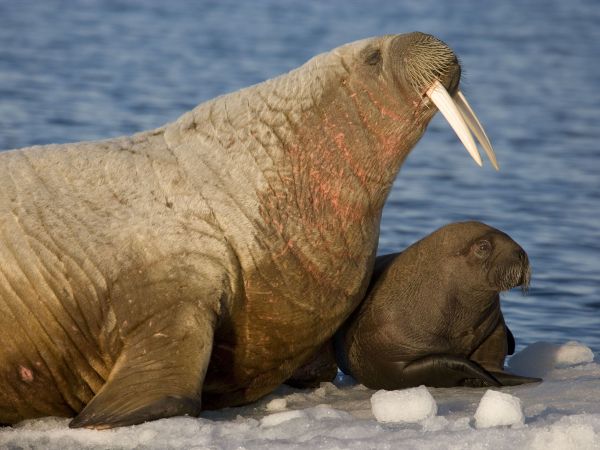 Arctic Tale
