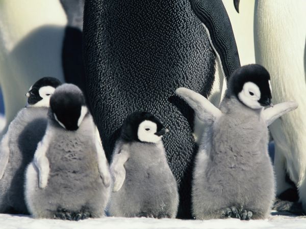 March of the Penguins