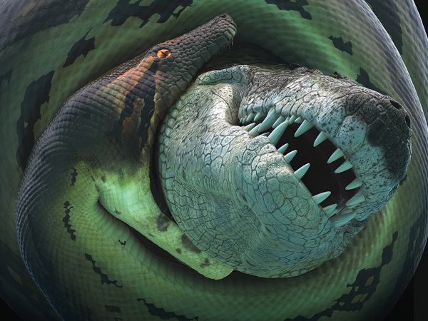 Titanoboa Monster Snake Alive