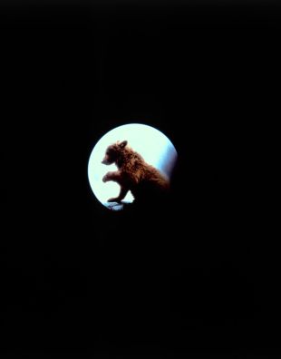 The Bear