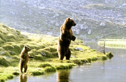 The Bear
