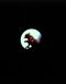 The Bear