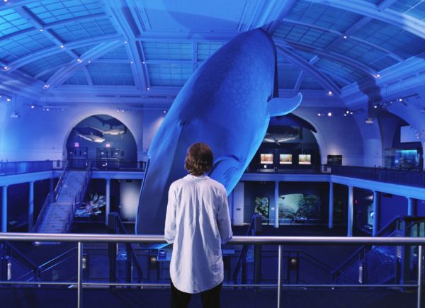 The Squid and the Whale