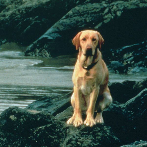 Far From Home The Adventures Of Yellow Dog Trailer Far From Home The Adventures Of Yellow Dog Trailer