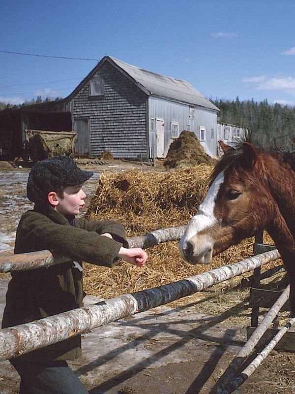 Pit Pony