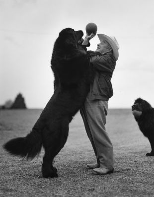 Gentle Giants