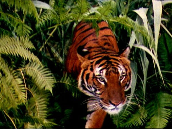 Jungle Book