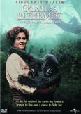 Gorillas in the Mist
