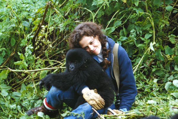 Gorillas in the Mist