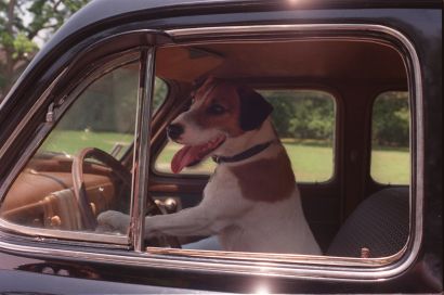 My Dog Skip