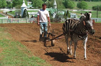 Racing Stripes