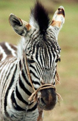 Racing Stripes