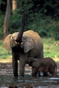 The Last Elephant