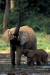 The Last Elephant