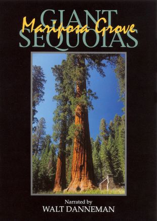 Giant Sequoias: Mariposa Grove