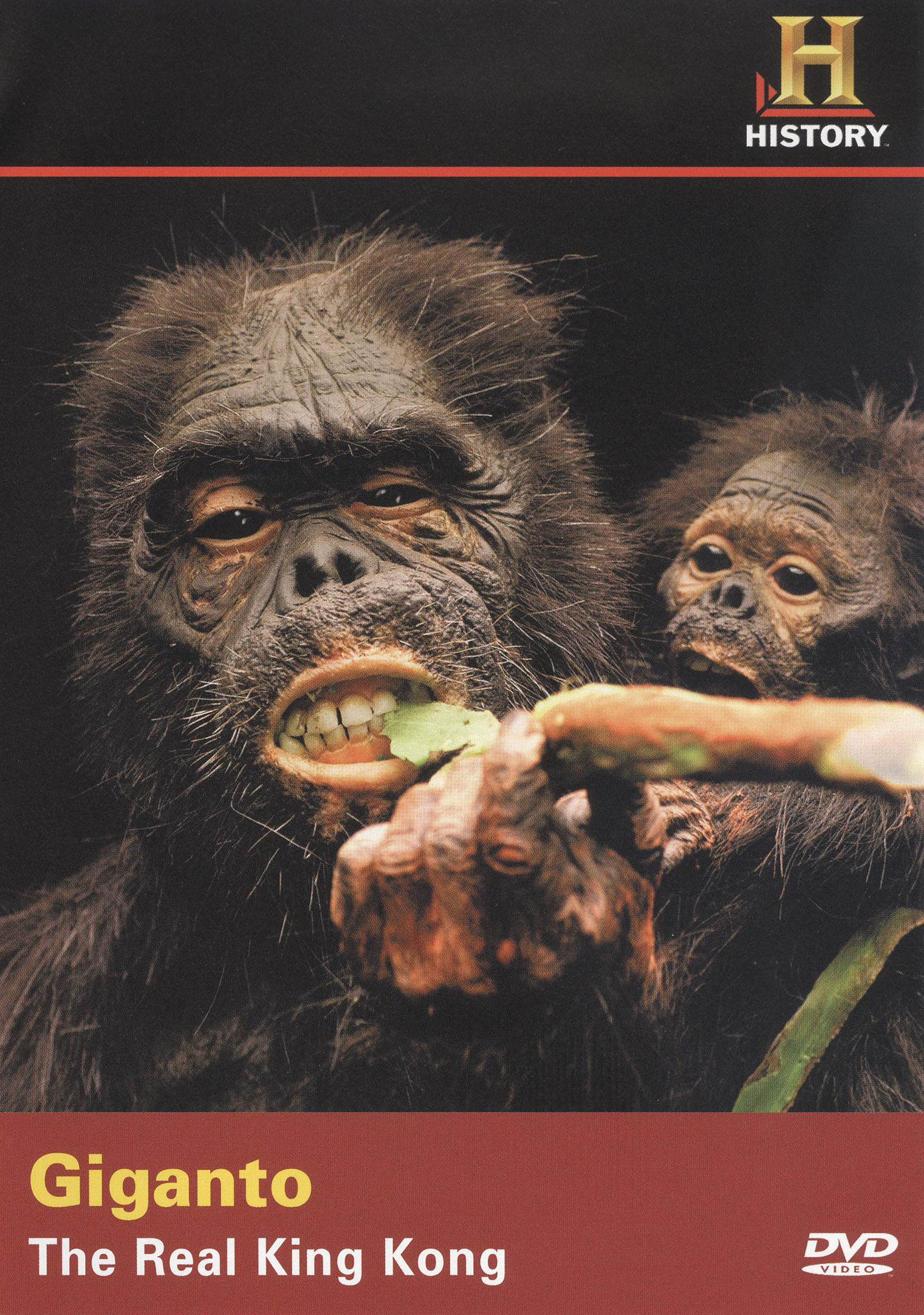 Giganto The Real King Kong (2005) Releases AllMovie