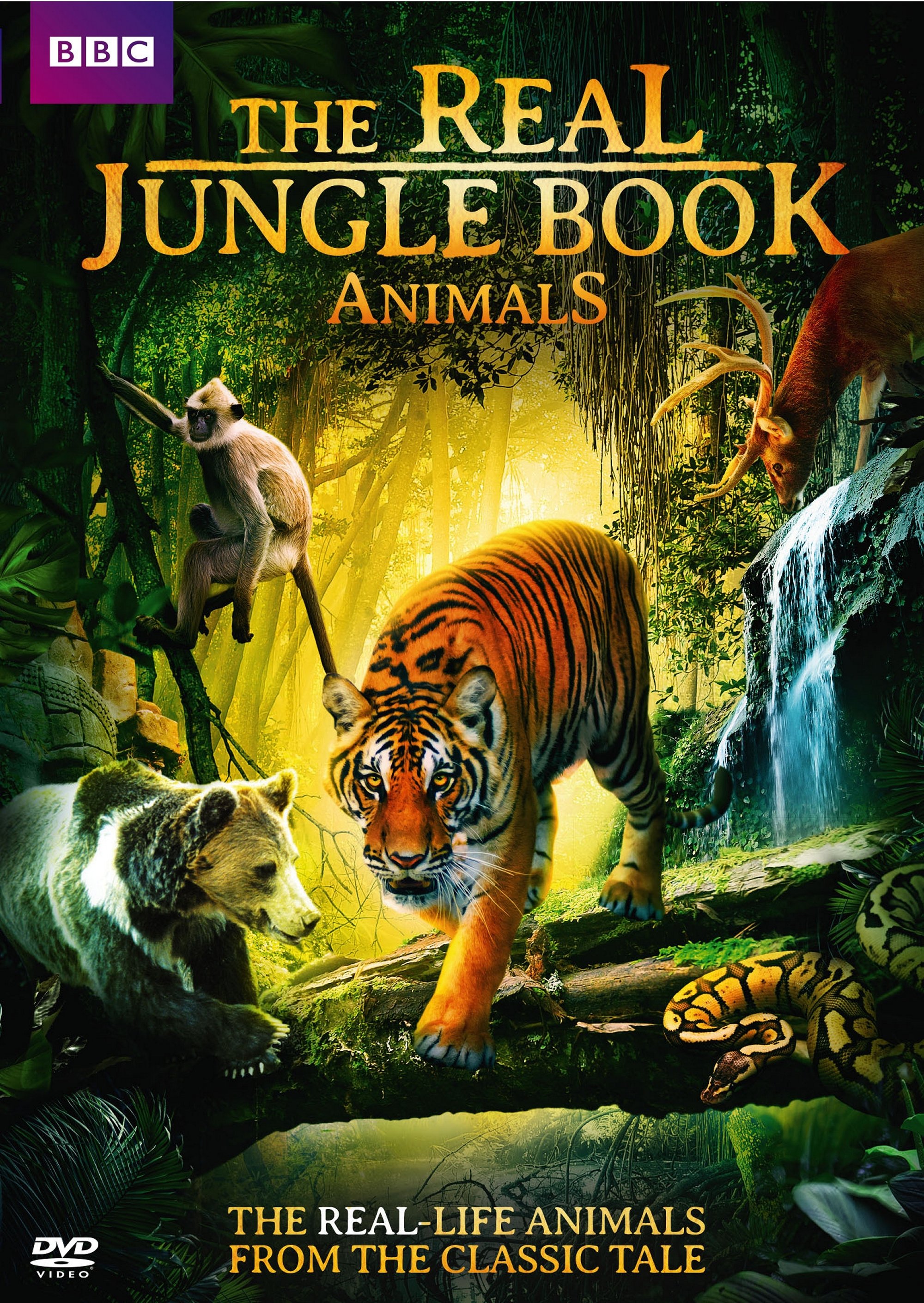 The Real Jungle Book Animals (2016) - | Releases | AllMovie2000 x 2820
