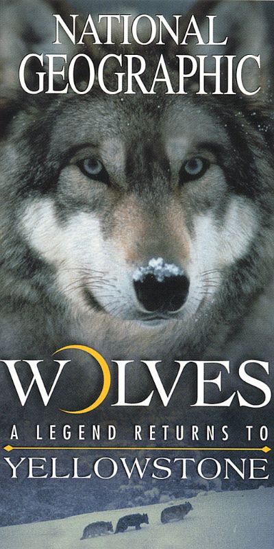 National Geographic: Wolves - A Legend Returns to Yellowstone (2000