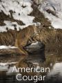 American Cougar