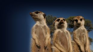 Meerkat Manor : There's No Place like Home