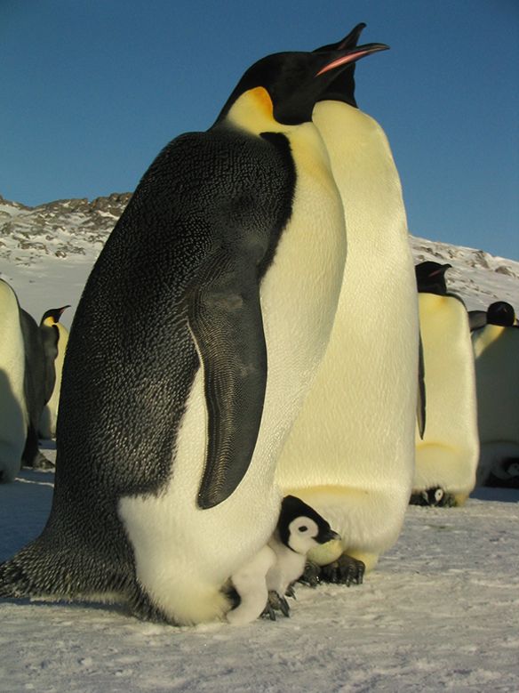 2005 March Of The Penguins