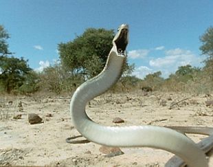 Wild Kingdom : Black Mamba