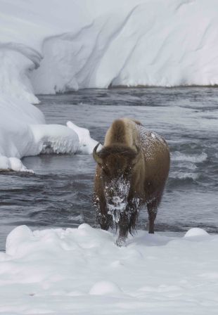 Yellowstone: Tales From the Wild