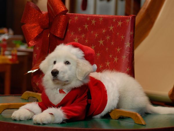 What Breed Of Dog Is Puppy Paws In Santa Buddies What Breed Of Dog Is Puppy Paws In Santa Buddies