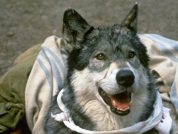 1991 White Fang 1991 White Fang