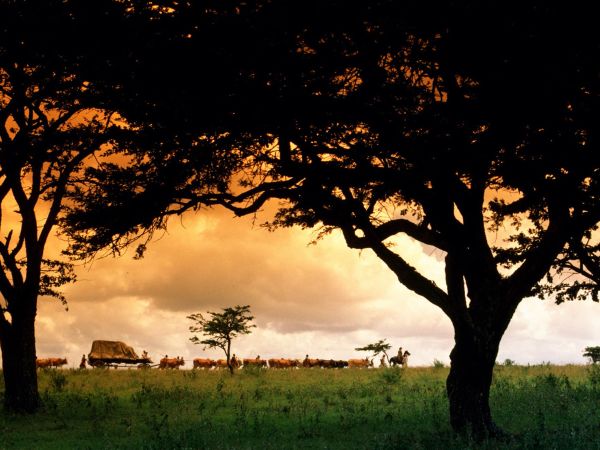 40 Best Images Out Of Africa Movie Trailer : Out of Africa: A Film Review - Bianca Laleh
