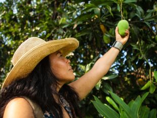 The Fruit Hunters