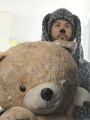 Wilfred : Acceptance