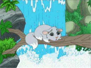 Go, Diego, Go! : Chinta the Baby Chinchilla