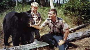 Gentle Ben