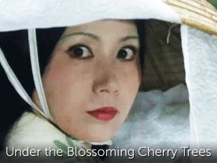 Under the Blossoming Cherry Trees